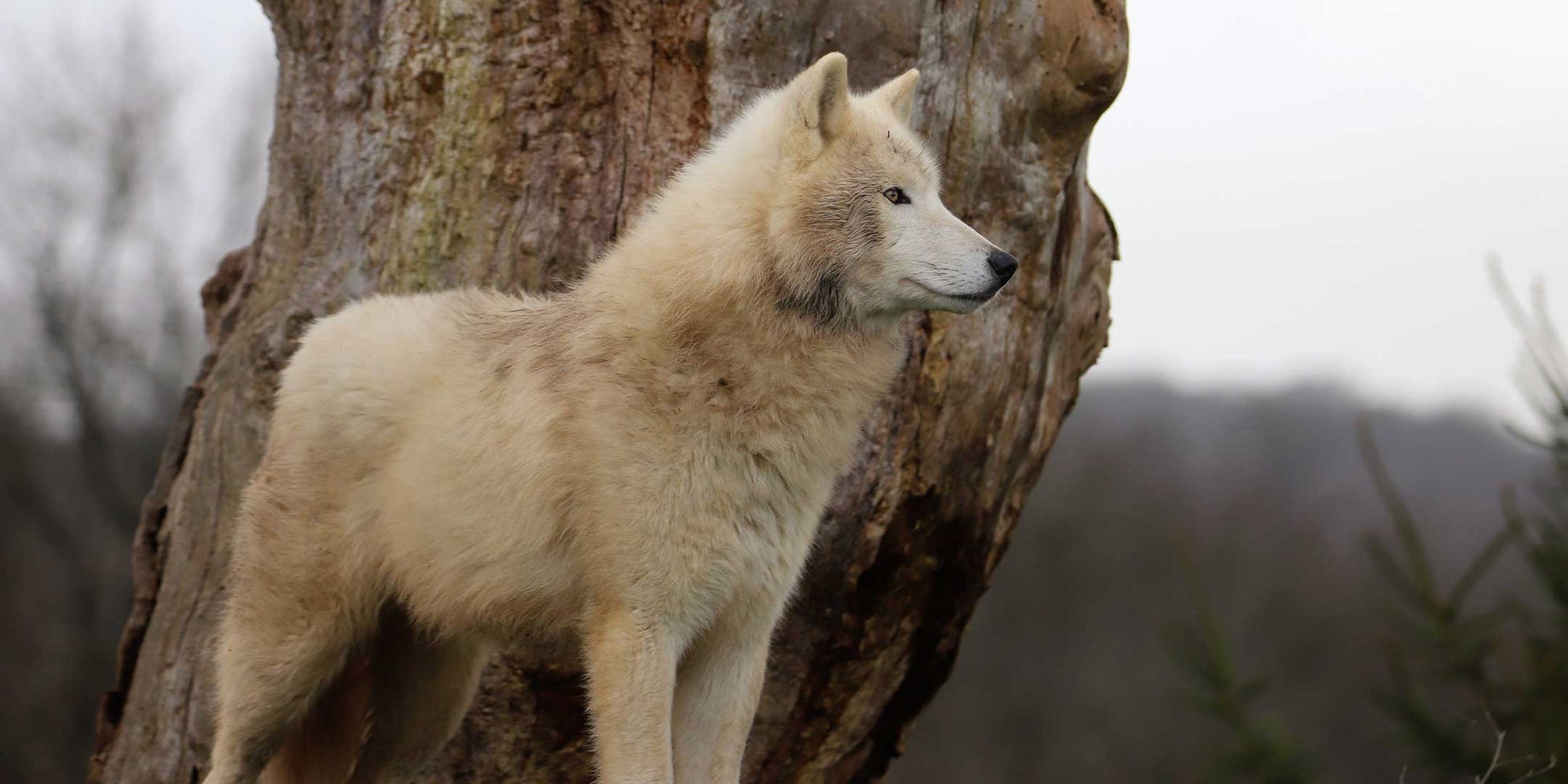 <strong>Celebrating Fur Free Friday: A Stand Against Animal Cruelty</strong>