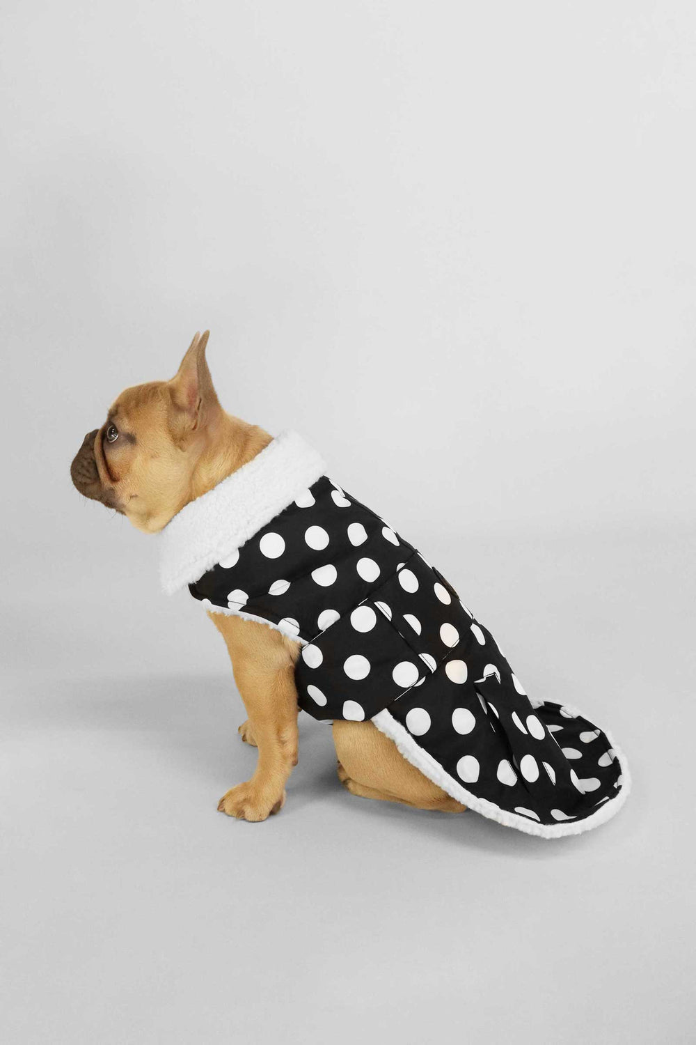 Black Polka Dots