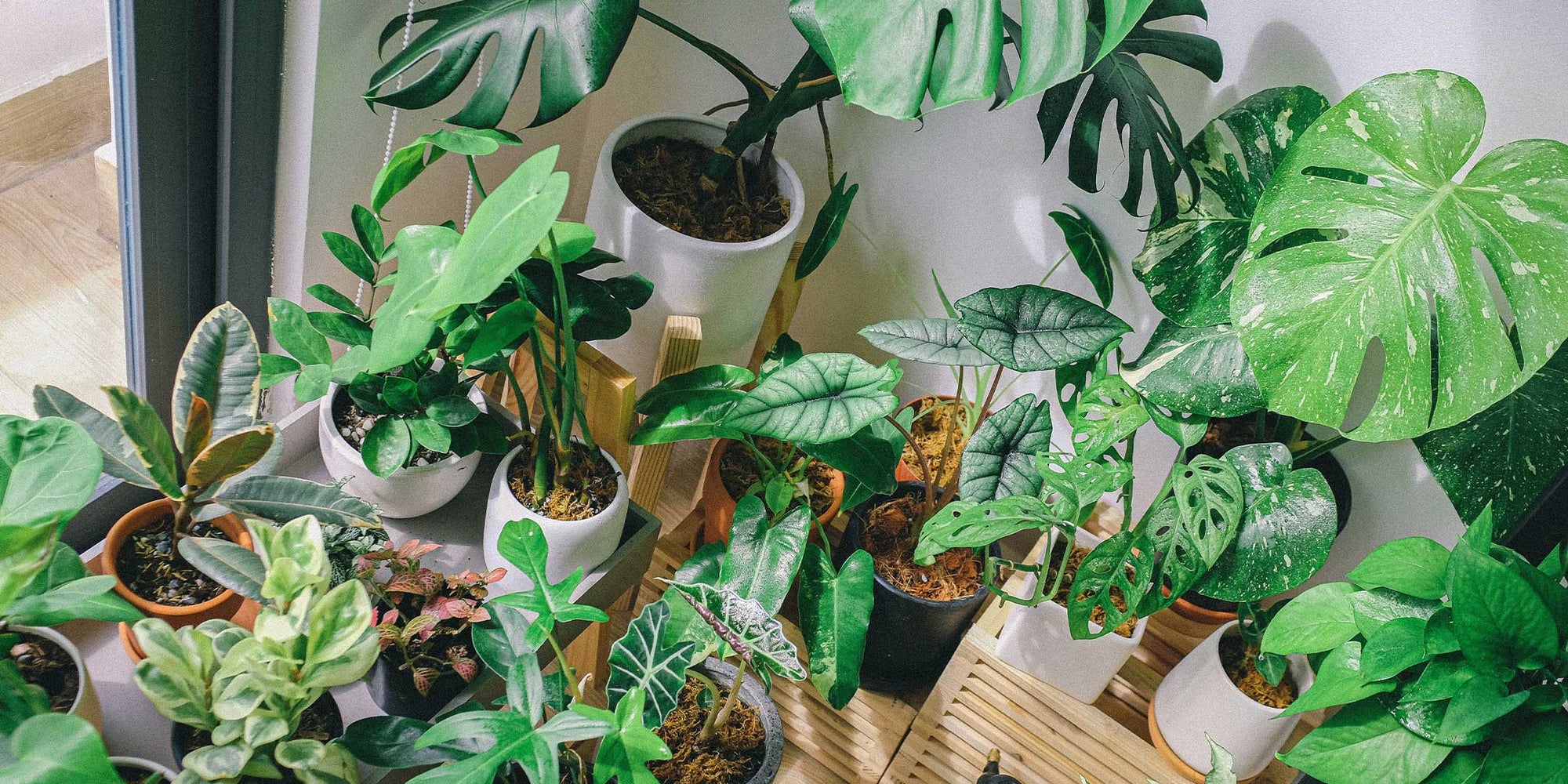 <strong>Why You Should Get an Indoor Plant and How to Take Care of It</strong>