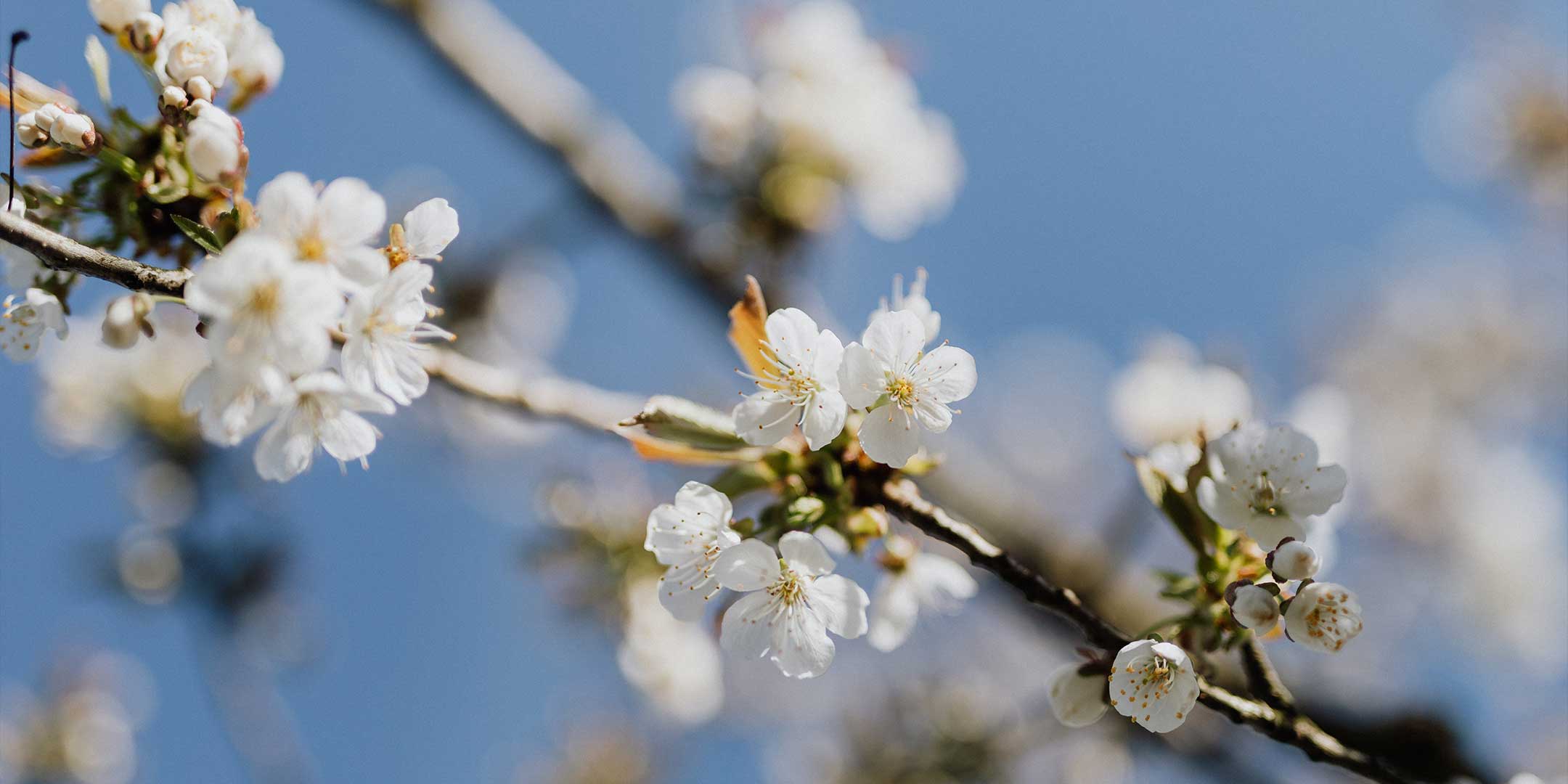 How to Help with a Spring Environment Cleanup | Noize