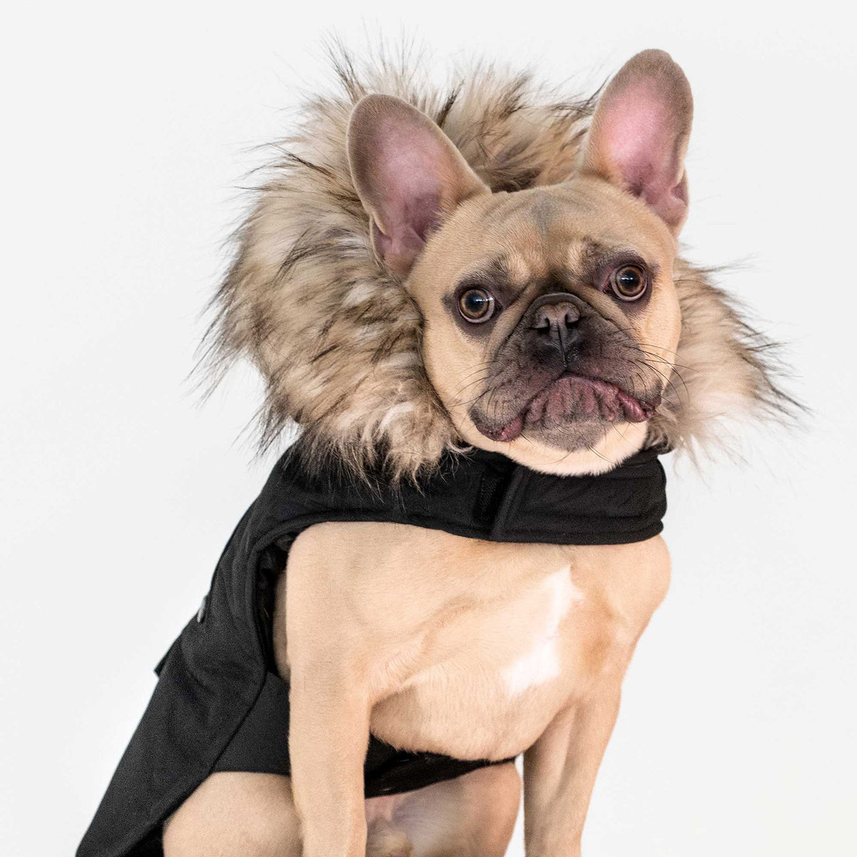 Karter Dog Coat Noize - Main Image
