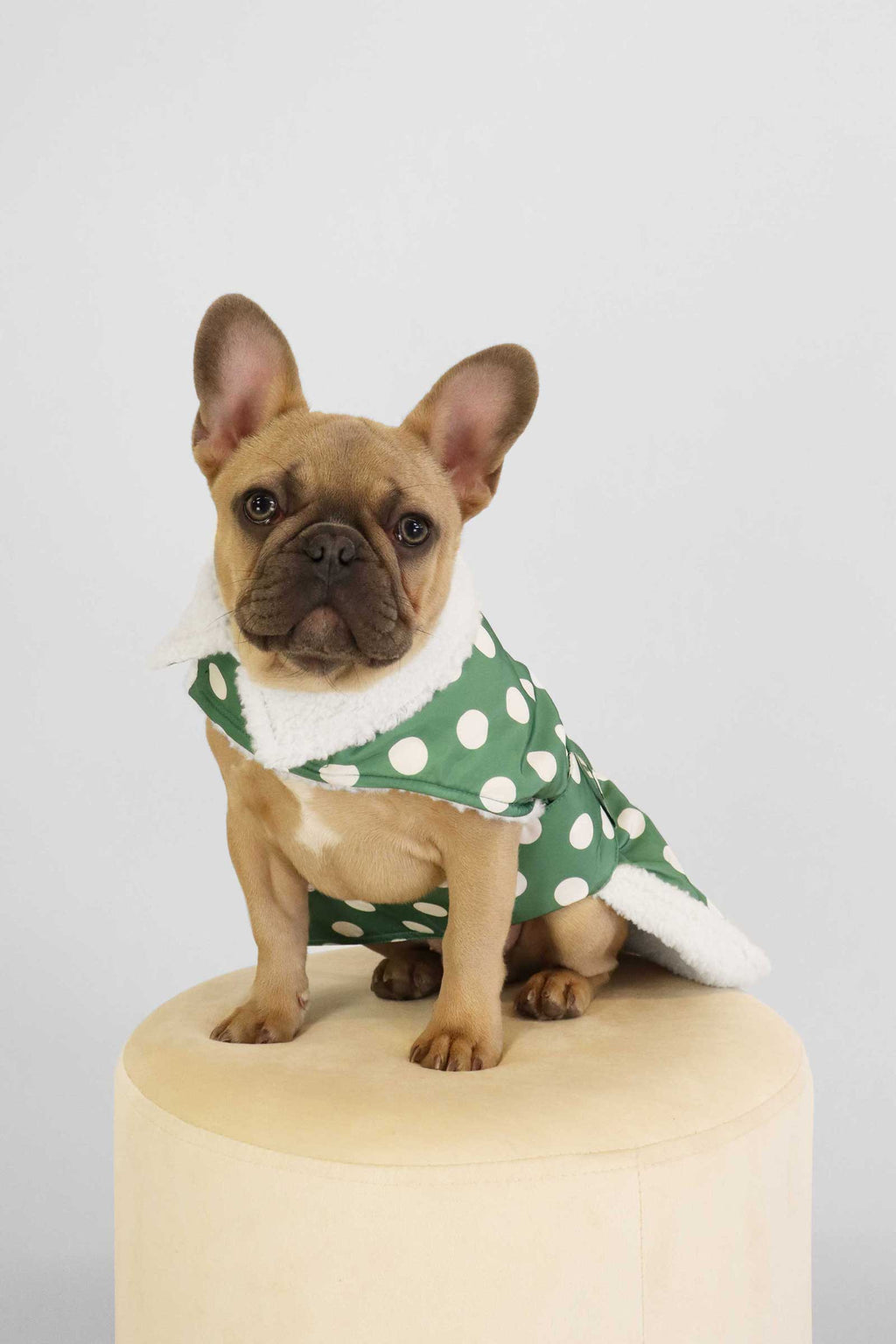 Sunset Dog Coat - Wavelite Polka Dots | Noize